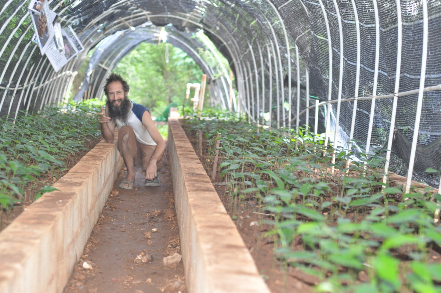 Americas: Plant Food bearing trees in Haiti