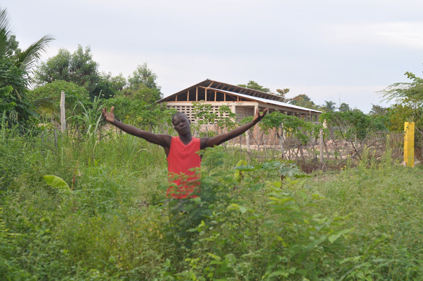 Americas: Plant Food bearing trees in Haiti