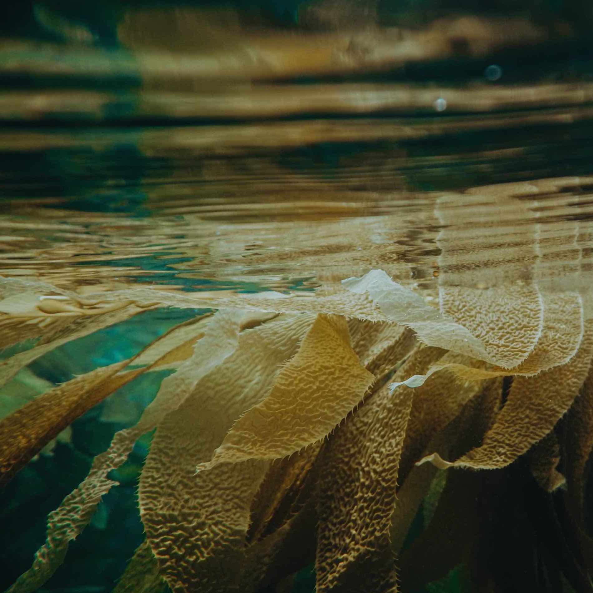 Under water shot of kelp
