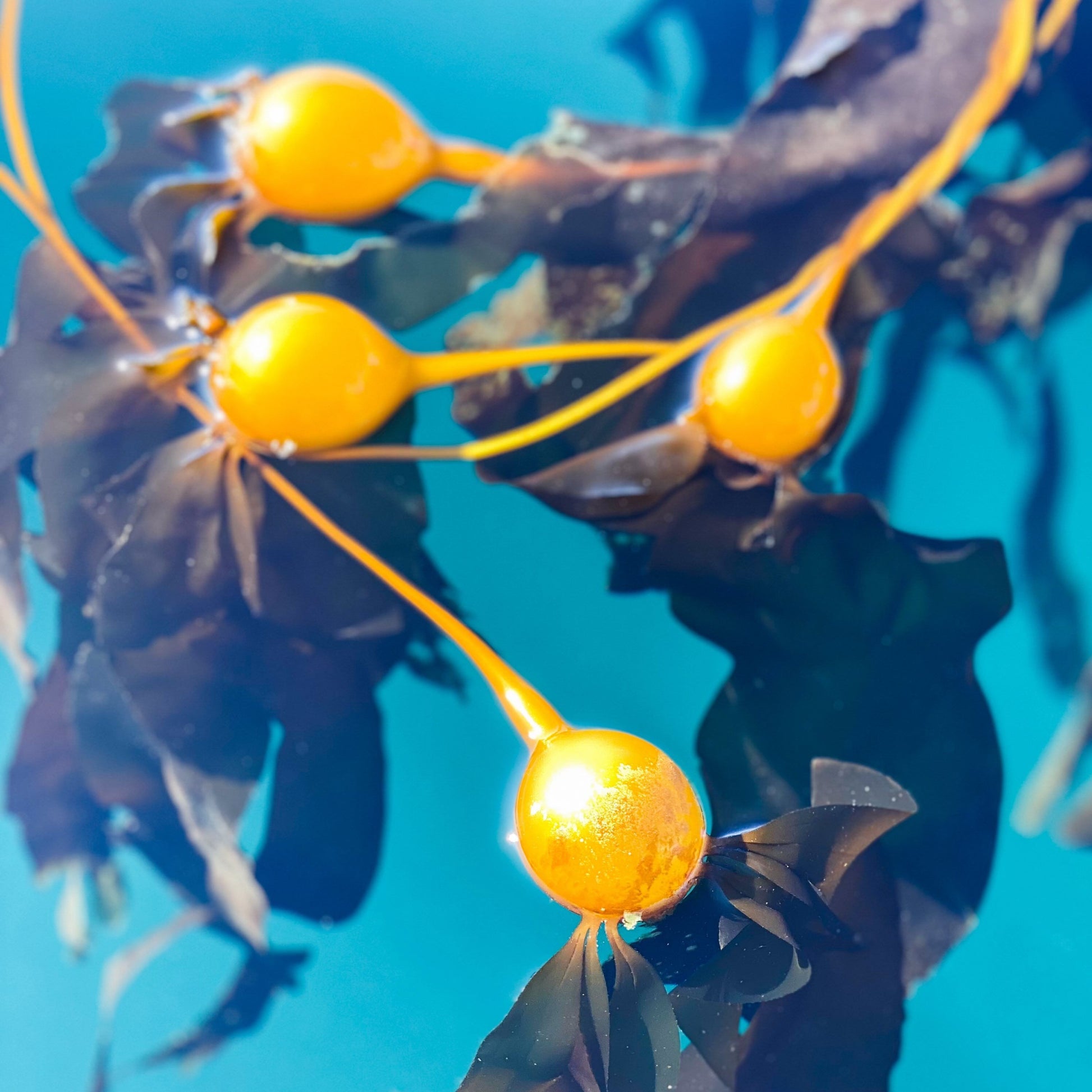 Close up shot of kelp sprouting from seed pods