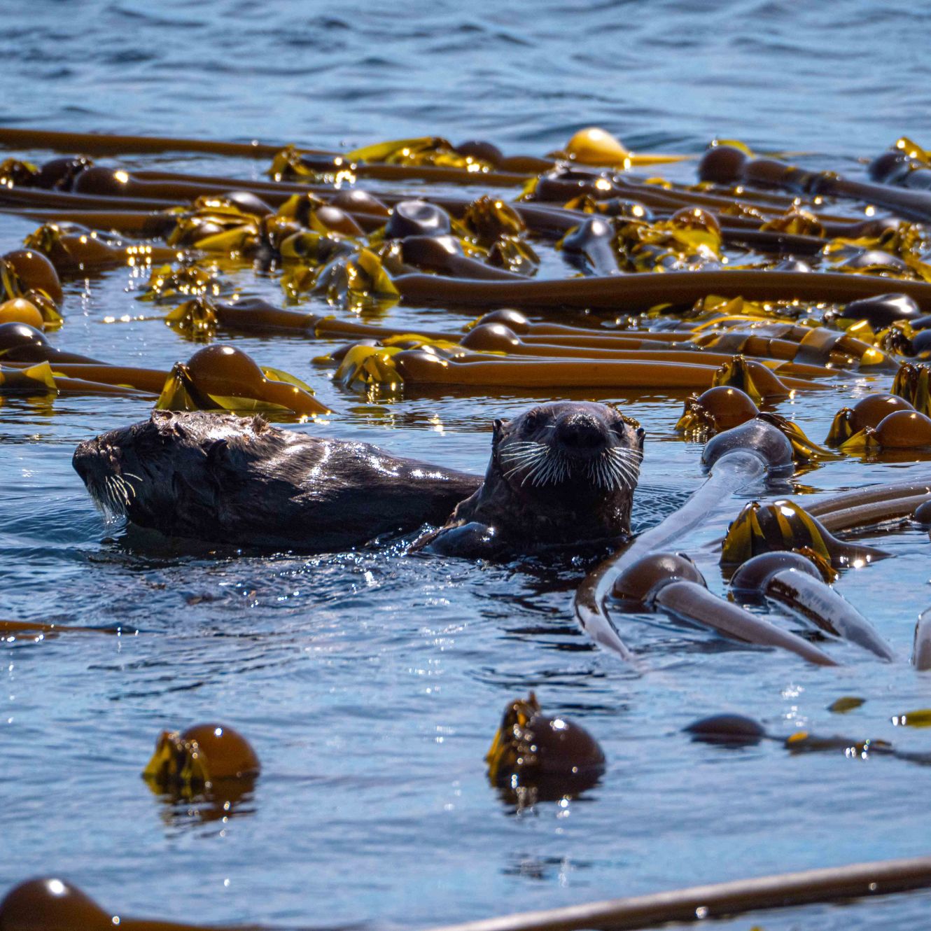 Kelp forests provide critical habitat and food for wildlife, such as sea otters, which help maintain the health of these ecosystems by preying on sea urchins that can otherwise decimate kelp.