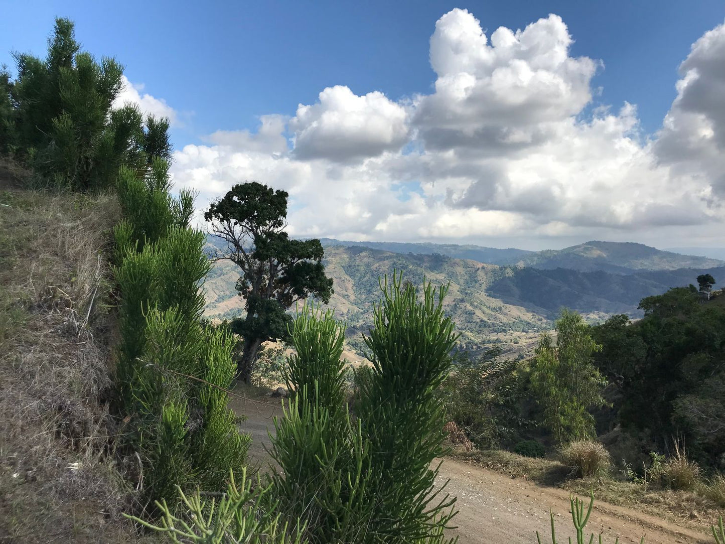 Americas: Pollinator Agroforestry in Haiti
