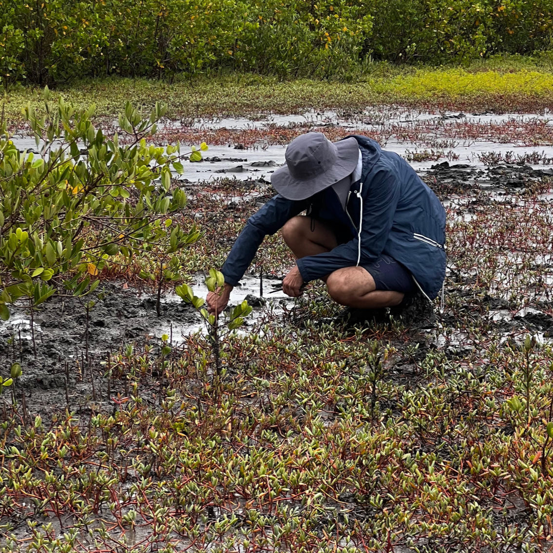 Americas: Plant Mangroves in Brazil