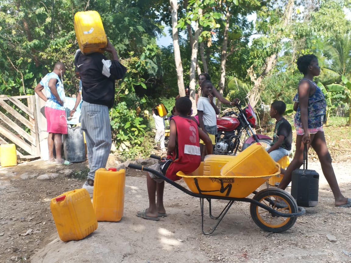 Americas: Plant Food bearing trees in Haiti