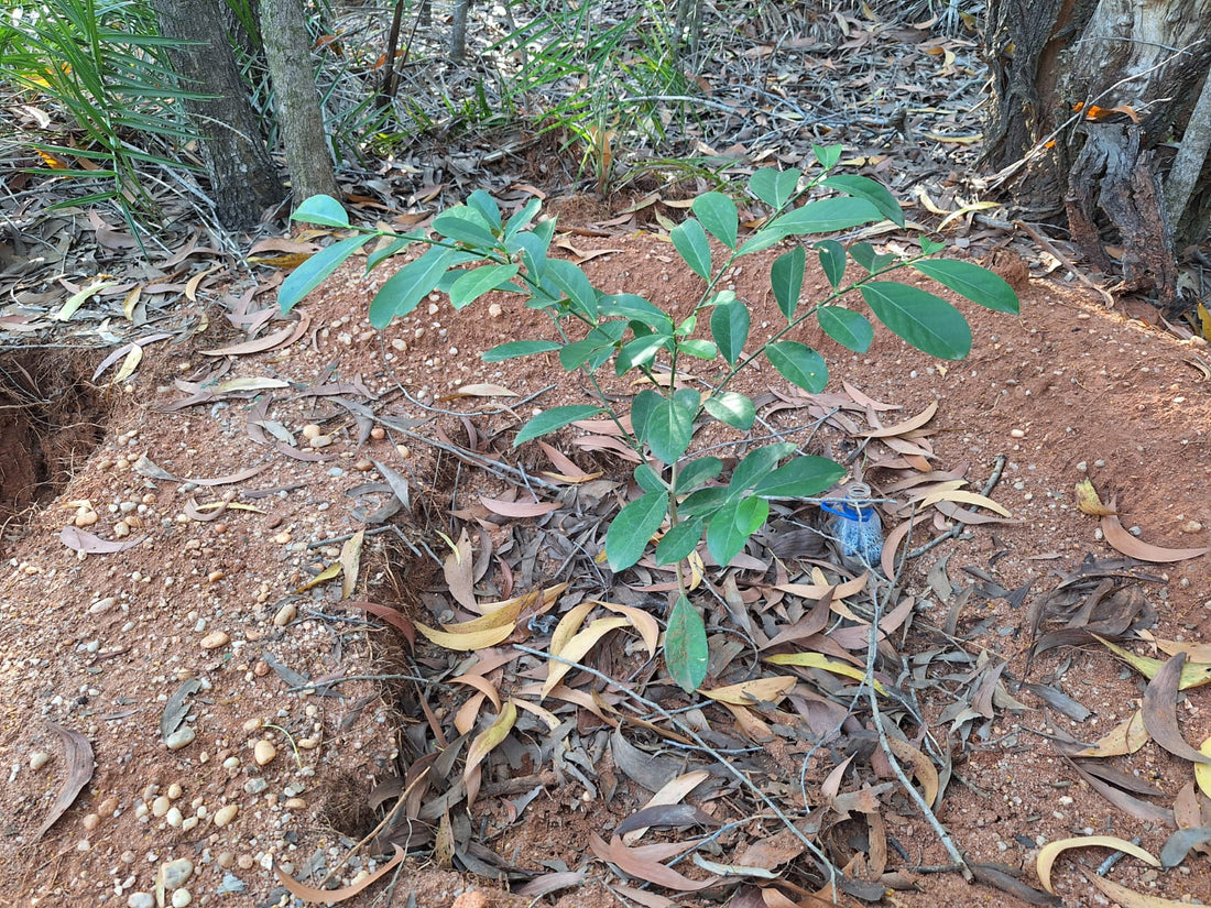 Why are there buried plastic bottles in some of the sapling photographs?