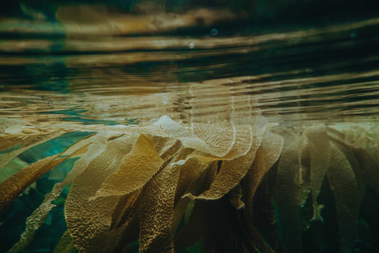 Coastal Kelp & Veritree's Kelp Restoration Expedition in Hotham Sound