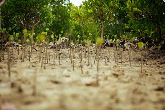 Mangrove restoration in Kenya