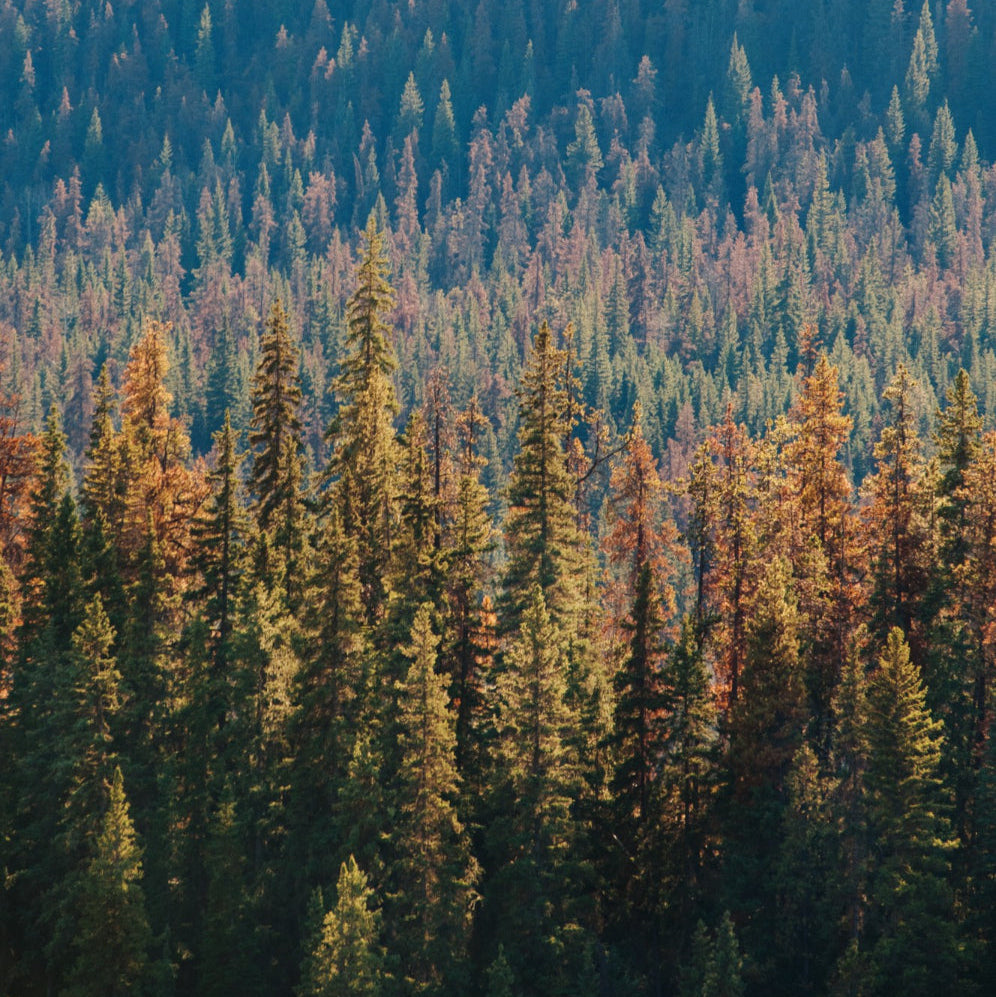 Resistance forest in Oregon