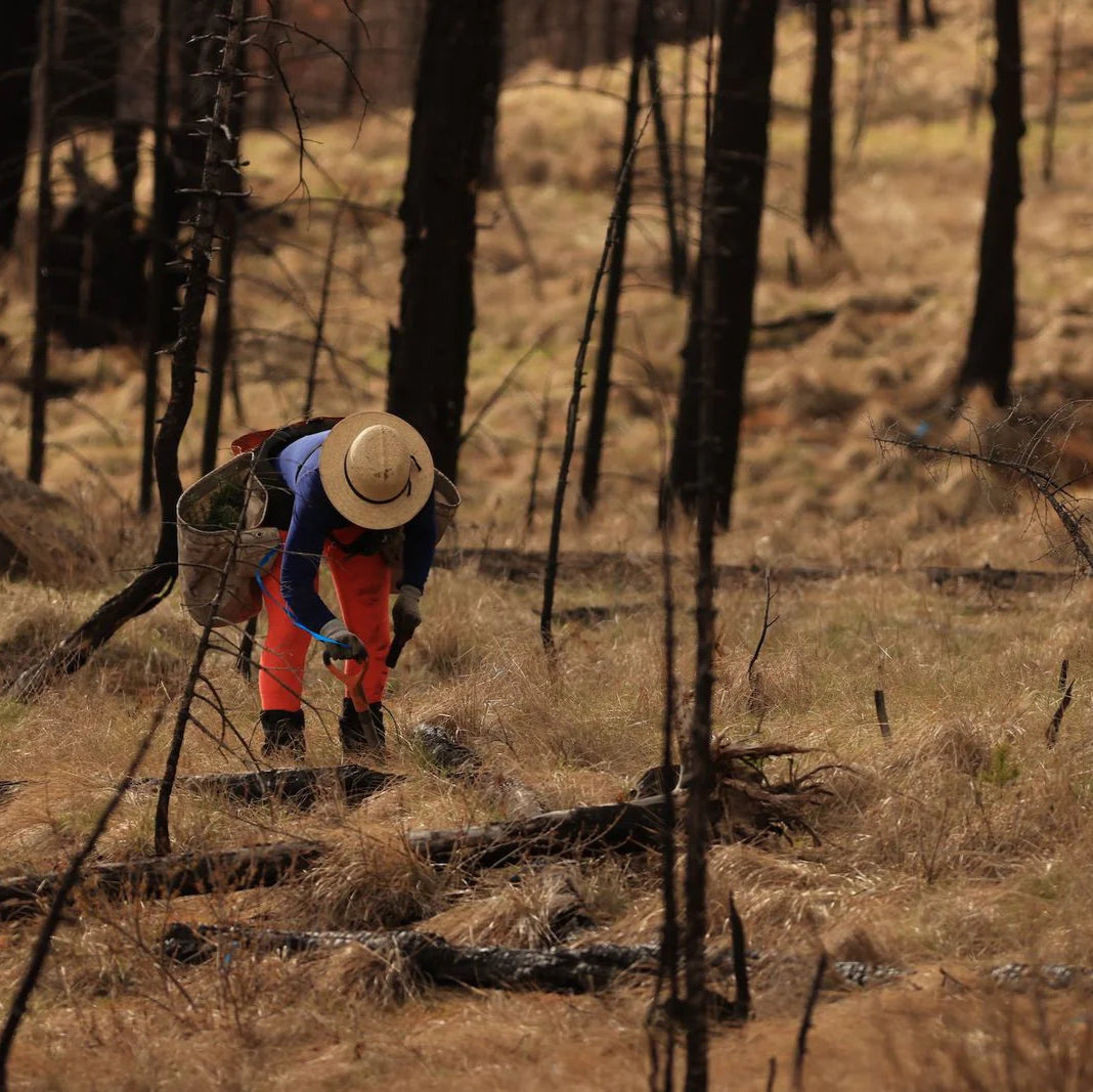 Resistance forest in Oregon