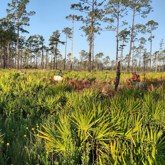 Americas: Plant trees in Florida's Forests