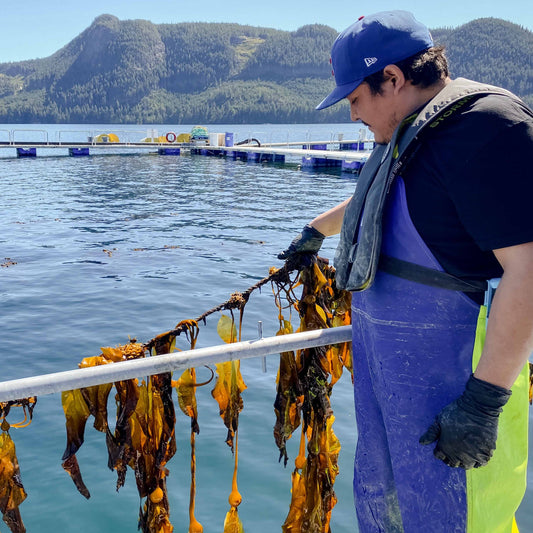 Team measuring kelp growth progress on lines