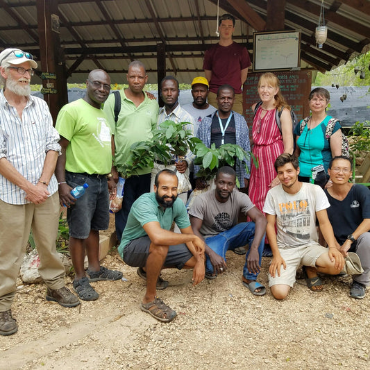 Americas: Plant Food bearing trees in Haiti