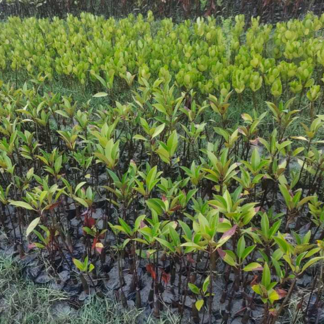 Asia: Plant Mangroves in Sundarban, India