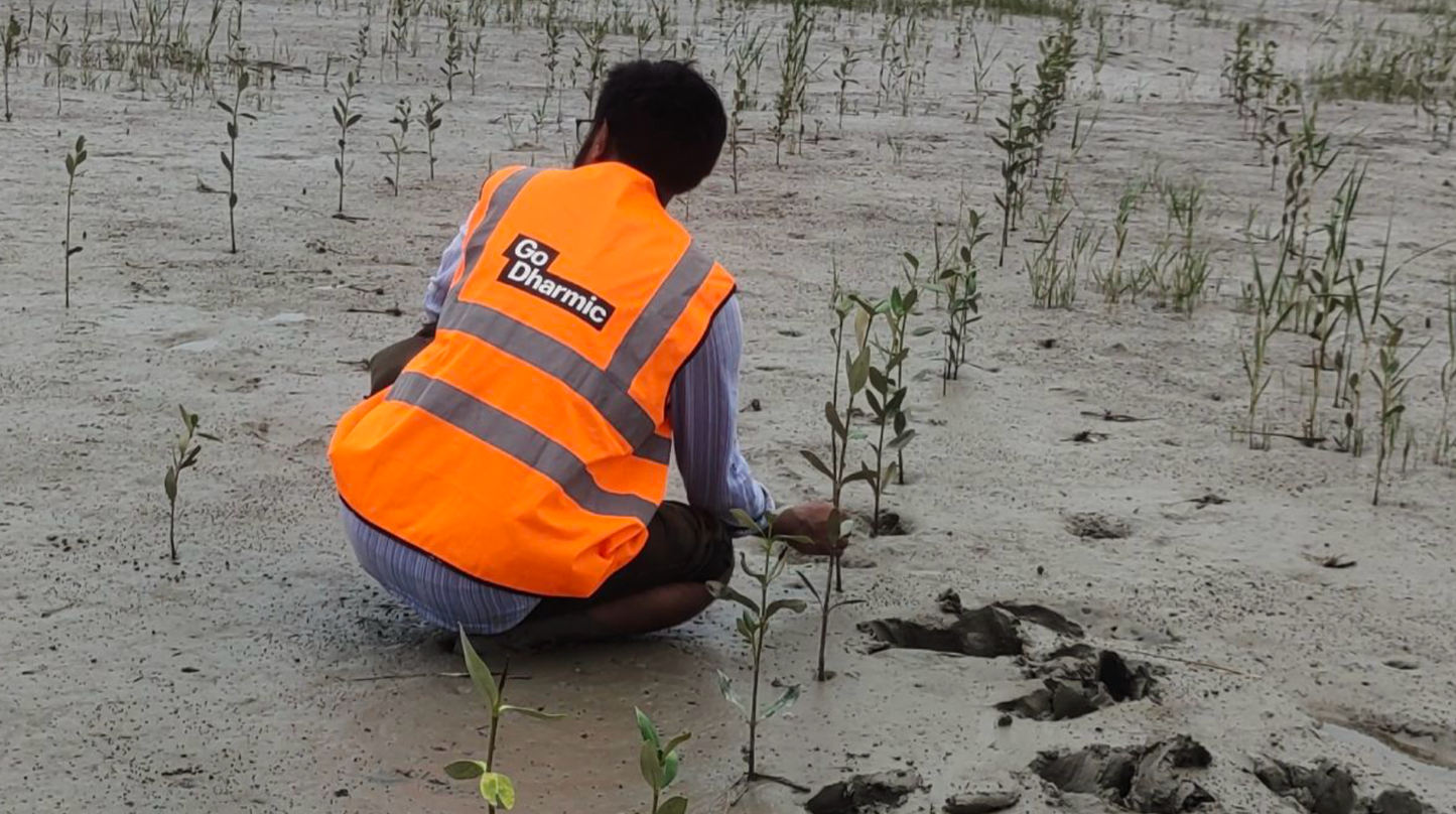 Asia: Plant Mangroves in Sundarban, India