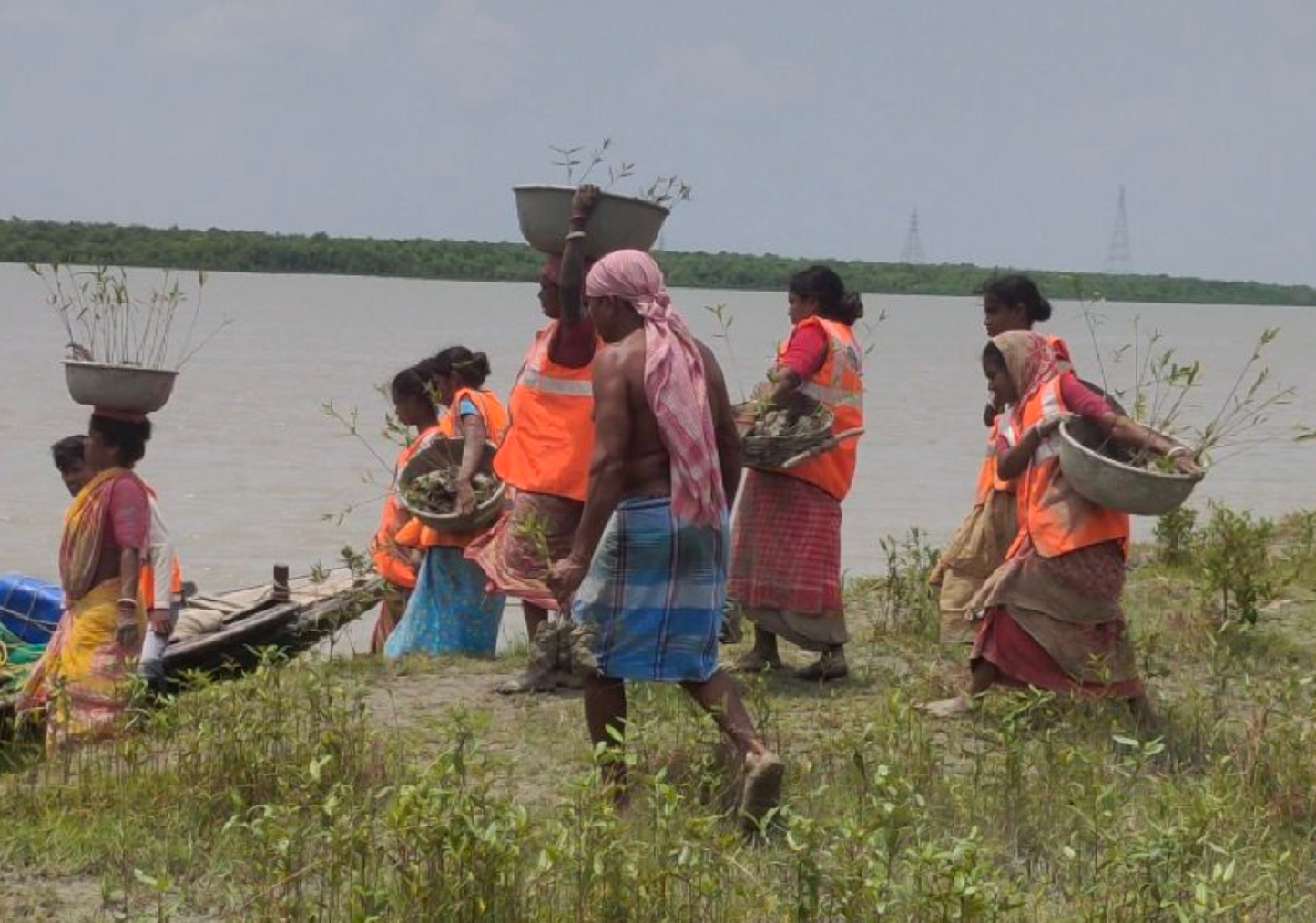 Asia: Plant Mangroves in Sundarban, India