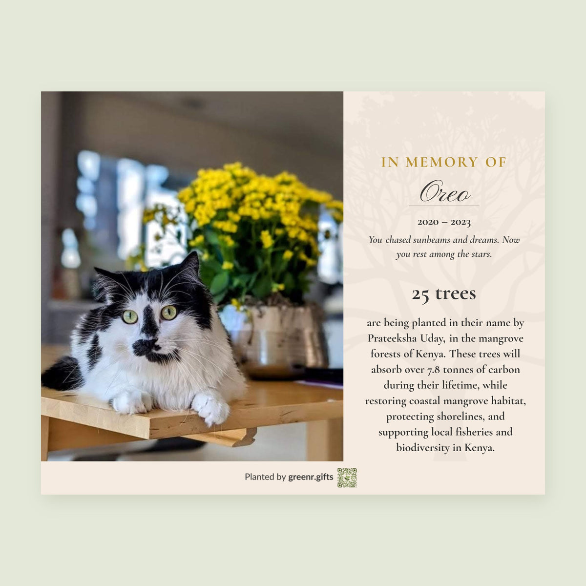 Example pet memorial certificate with a photo, in memory of Oreo the cat
