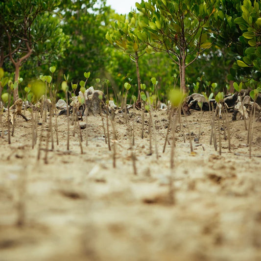 A young mangrove site