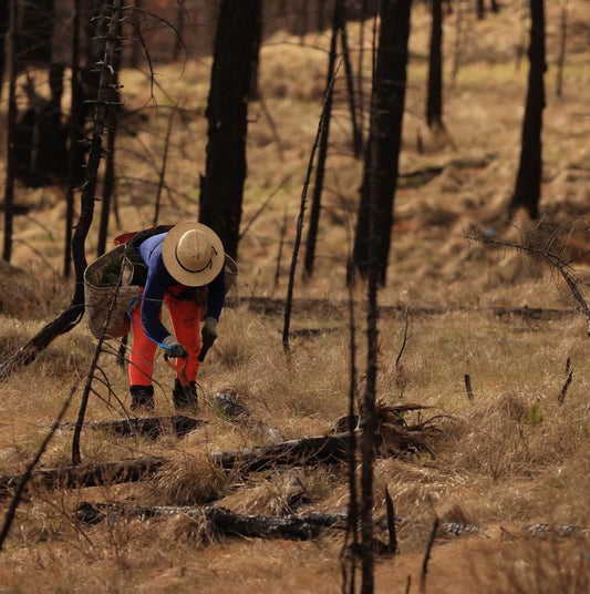 Wildfires have been destroying the north western forests in Oregon