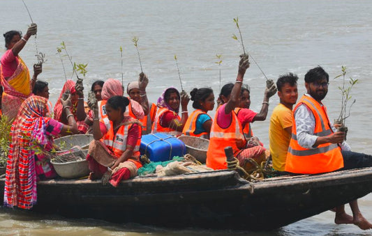 Planting project: mangrove reforestation in sundarbans india