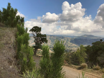 Planting project: pollinator agroforestry in haiti