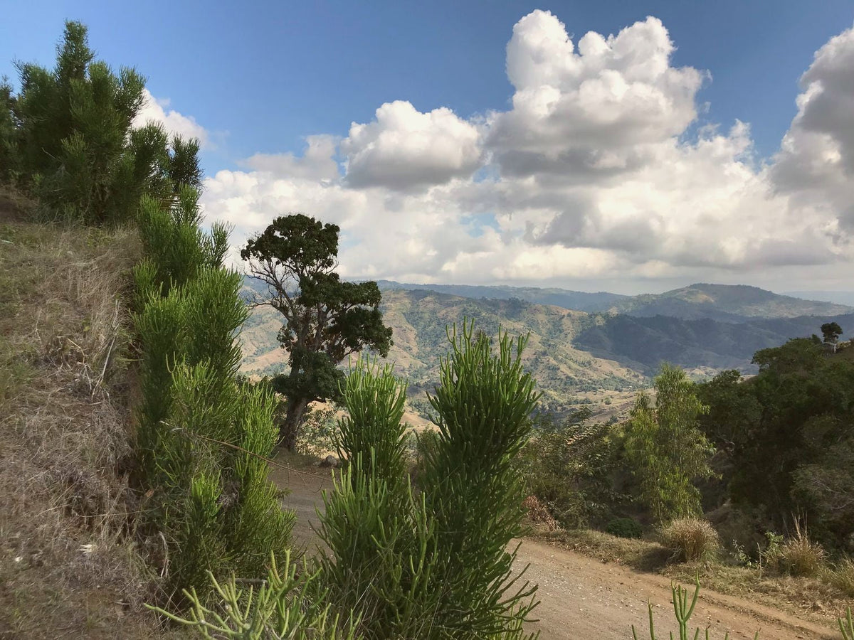 Planting project: pollinator agroforestry in haiti