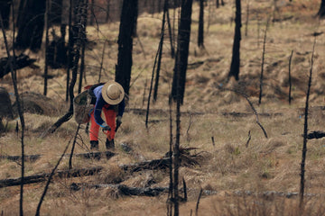 Planting project: rebuilding oregons forests
