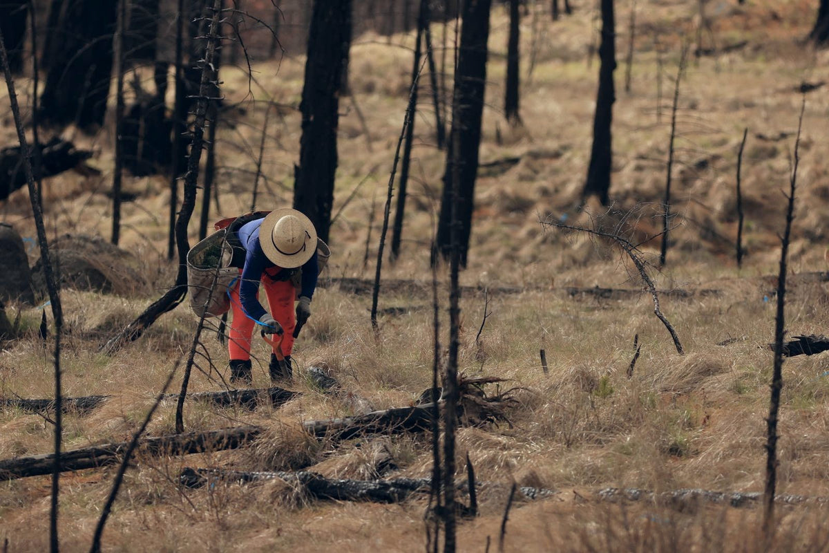 Planting project: rebuilding oregons forests