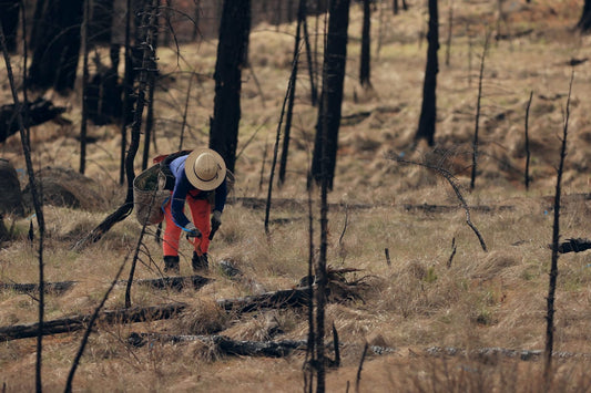 Planting project: rebuilding oregons forests