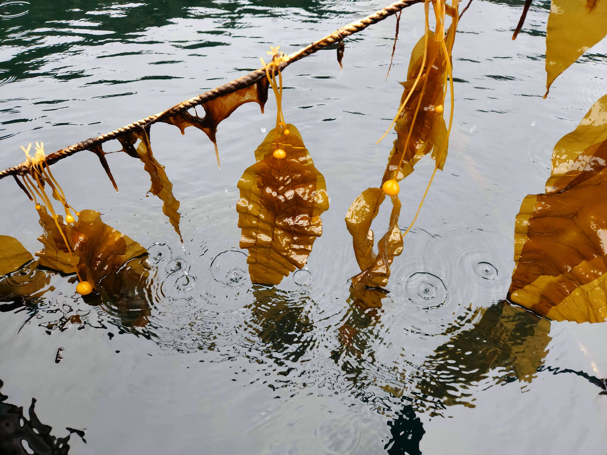 Planting project: seaforestation of kelp in canada