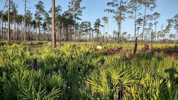 Planting project: terrestrial restoration in florida