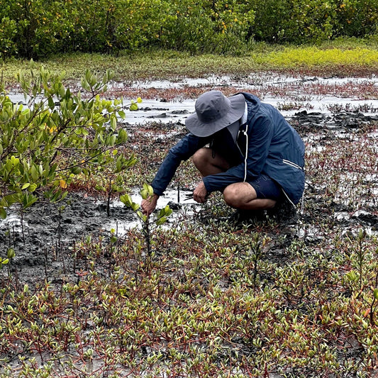 Americas: Plant Mangroves in Brazil
