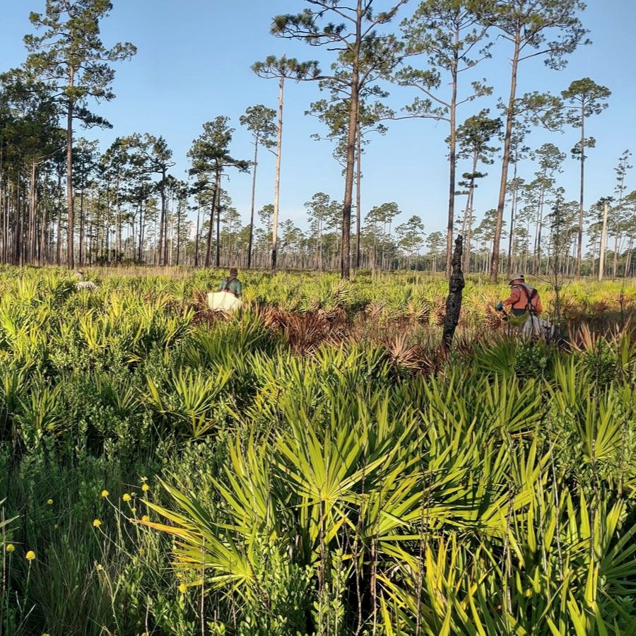 Americas: Plant trees in Florida's Forests