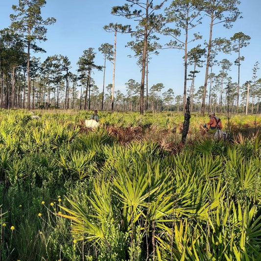 Americas: Plant trees in Florida's Forests