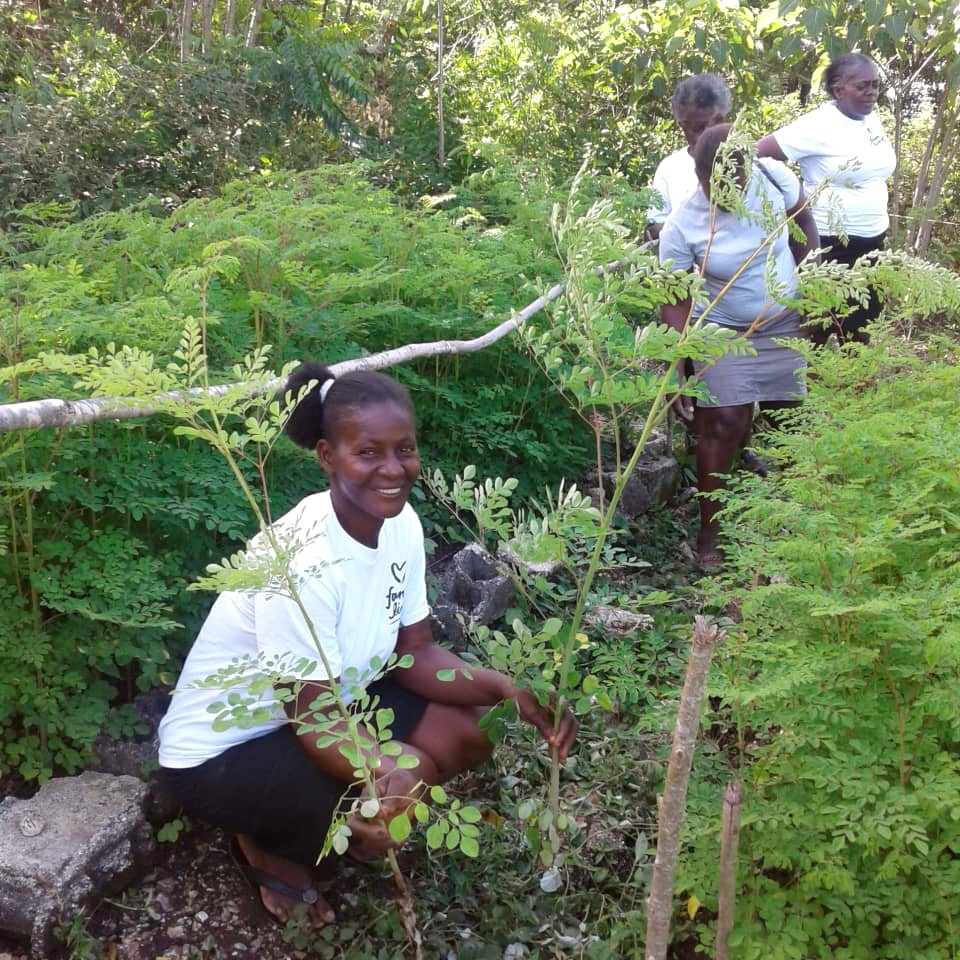 Americas: Pollinator Agroforestry in Haiti