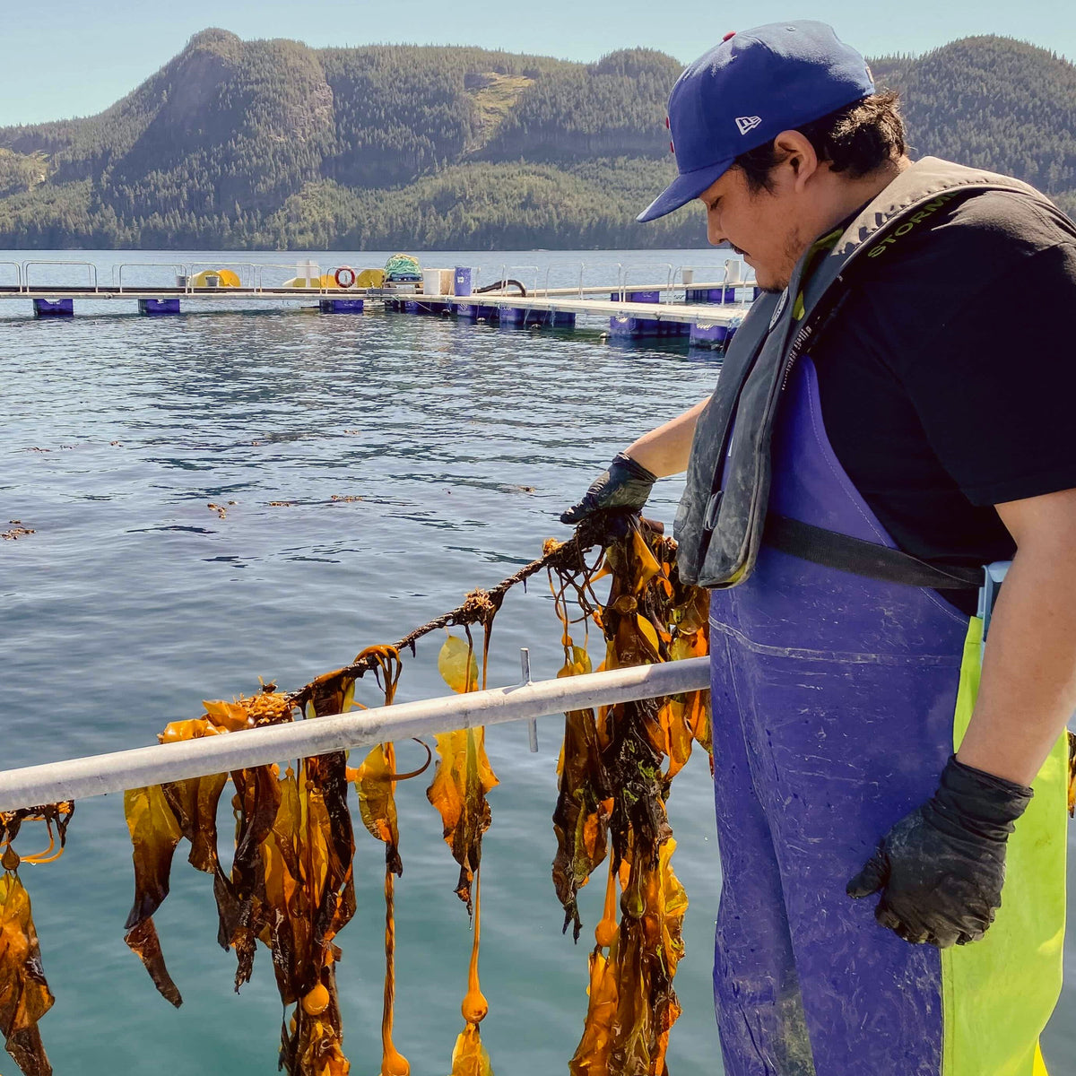Team measuring kelp growth progress on lines