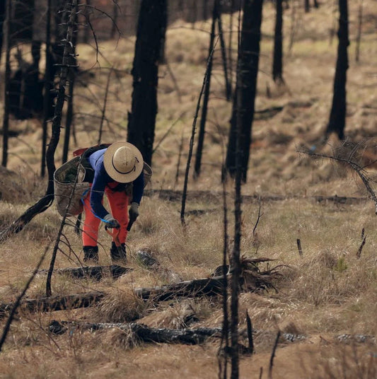Wildfires have been destroying the north western forests in Oregon